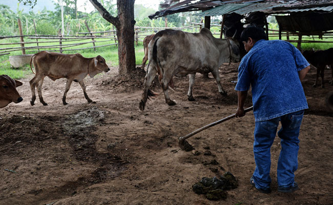 A Thai Village Uses Poop To Power Homes