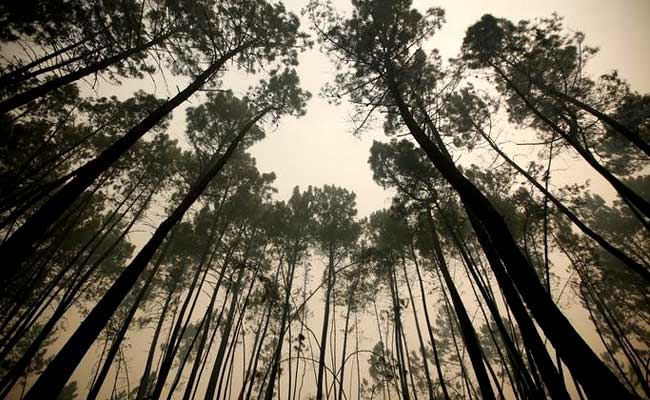 Portugal Accounts For Half Of All Forests Destroyed By Fire In European Union