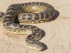8-Feet-Long Rock Python Rescued In Delhi