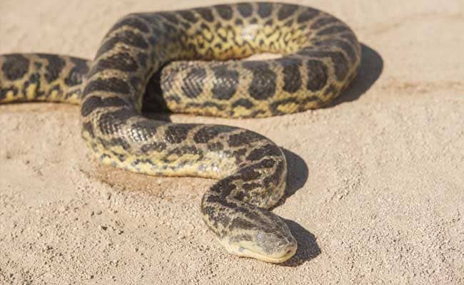 8-Feet-Long Rock Python Rescued In Delhi