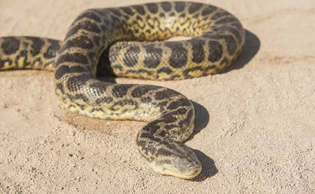 12-Foot Python Rescued While Crossing National Highway In Agra