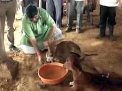 Facing Flak On '<i>Gau Raksha</i>', Minister Feeds Cows At Rajasthan Shelter