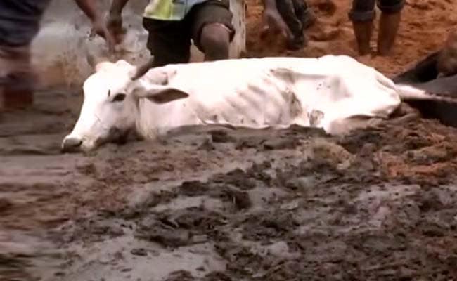 Congress Demands Judicial Probe Into Cows Death At Hingonia
