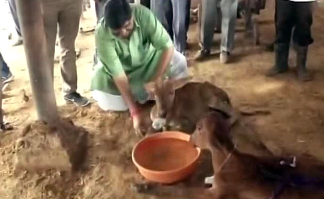 Facing Flak On '<i>Gau Raksha</i>', Minister Feeds Cows At Rajasthan Shelter