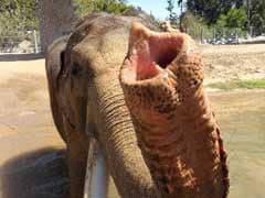 San Diego Zoo Euthanizes 50-Year-Old Elephant