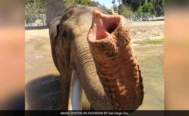 San Diego Zoo Euthanizes 50-Year-Old Elephant