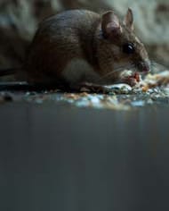 New York Considers Birth Control For Rats To Combat Rodent Population