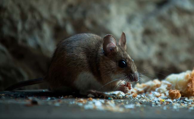 Railways Hire 'Contract Killer' To End Rat Menace