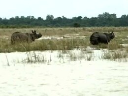 13 Rare Rhinos Drown In Kaziranga As Assam Battles Floods 13 Rare Rhinos Drown In Kaziranga As Assam Battles Floods