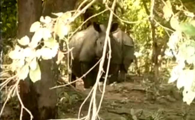 8 Rhino Calves Among 107 Animals Rescued From Kaziranga Park