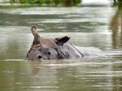 These Baby Rhinos In Flood-Hit Assam Need Your Help