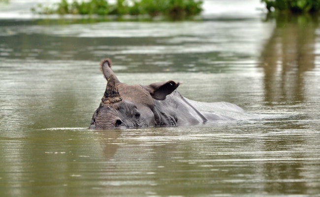 These Baby Rhinos In Flood-Hit Assam Need Your Help