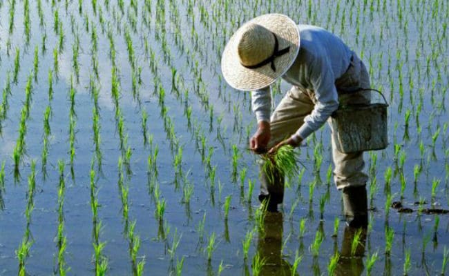 Kharif Crop In 10,000 Hectares Affected In 5 Flood-Hit States