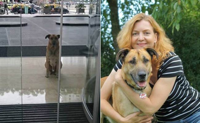 Flight Attendant Adopts Loyal Stray Dog Who Waited Outside Her Hotel