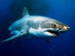 Eating Shark Products May Increase Alzheimer's Risk