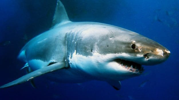Eating Shark Products May Increase Alzheimer's Risk