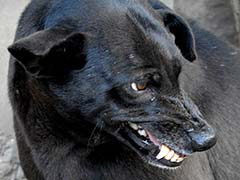 ग्रेटर नोएडा में दिखा पागल कुत्ते का आतंक, 20 मिनट में 25 लोगों को काटा,  सीएचसी में खत्म हुआ  रेबीज का स्टॉक