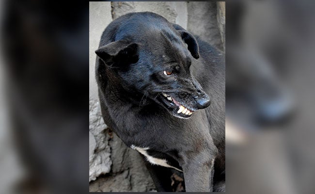 People For Animals Protests Kerala Government Move To Cull Dogs