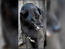 People For Animals Protests Kerala Government Move To Cull Dogs People For Animals Protests Kerala Government Move To Cull Dogs