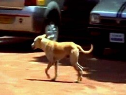 केरल के पुलुविला में कुत्तों के हमले में एक की मौत केरल के पुलुविला में कुत्तों के हमले में एक की मौत