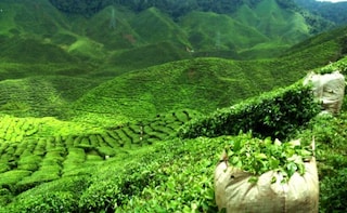 Meghalaya Tea to Compete with Assam, Darjeeling