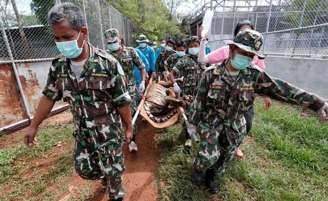 Thailand's Tiger Tourism Expands Despite Raid On Infamous Tiger Temple