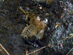 Translocated Big Cat Gives Birth To 3 Cubs In Panna Tiger Reserve
