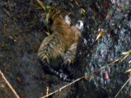 Translocated Big Cat Gives Birth To 3 Cubs In Panna Tiger Reserve Translocated Big Cat Gives Birth To 3 Cubs In Panna Tiger Reserve