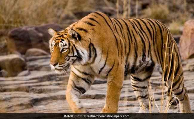 India To Soon Manufacture Tiger Protection Equipment: Union Minister