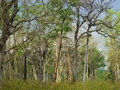 Delhi High Court Asks Two Accused Of Assault To Plant Trees