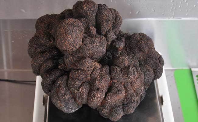 Australian Unearths 'Beast' Of A Truffle
