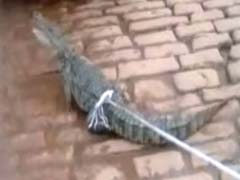Crocodiles Find Their Way Into A Residential Area In Uttar Pradesh's Mirzapur
