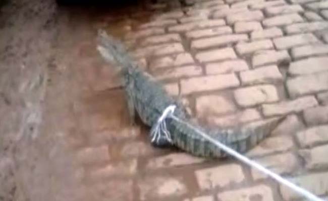 Crocodiles Find Their Way Into A Residential Area In Uttar Pradesh's Mirzapur