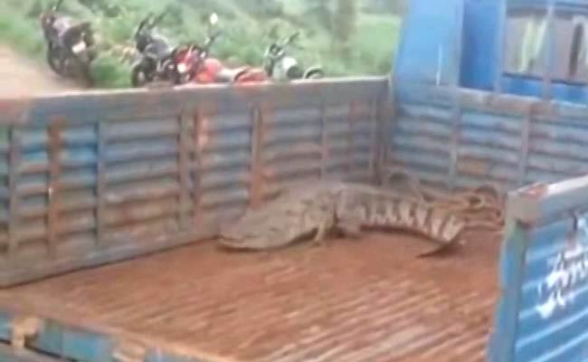 Monsoon Horror: 8-Feet Crocodile Slithers Into Uttar Pradesh Village