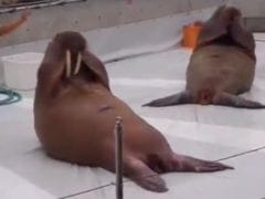 Nothing Says #MondayMotivation Like These Walruses Doing Perfect Sit Ups