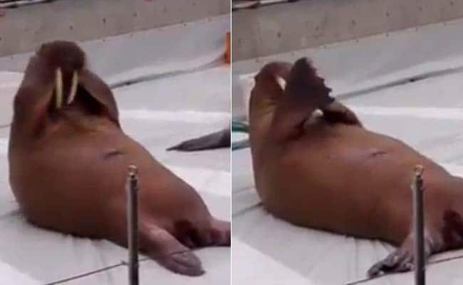 Nothing Says MondayMotivation Like These Walruses Doing Perfect