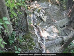 Maine Town Transfixed By 'Wessie,' A 10-Foot Python Reportedly On The Loose Maine Town Transfixed By 'Wessie,' A 10-Foot Python Reportedly On The Loose