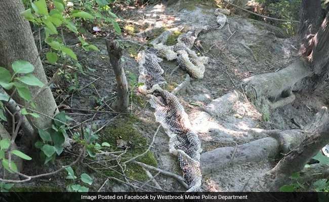 Maine Town Transfixed By 'Wessie,' A 10-Foot Python Reportedly On The Loose