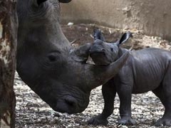 Israeli Zoo Welcomes Newborn White Rhino
