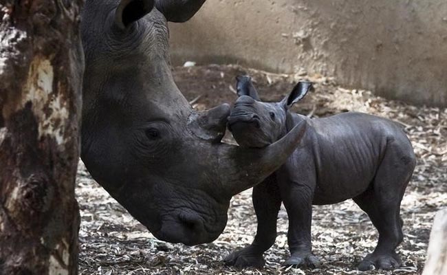 Israeli Zoo Welcomes Newborn White Rhino