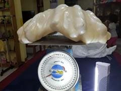 'World's Largest' Pearl Emerges In Philippines