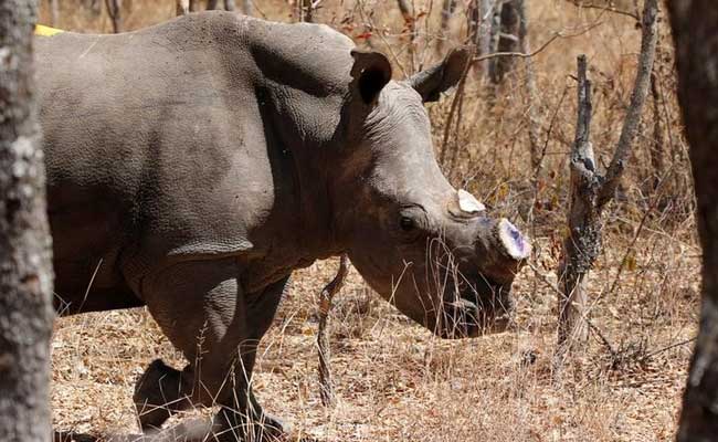 Zimbabwe To Dehorn 700 Rhinos To Shut Out Poachers