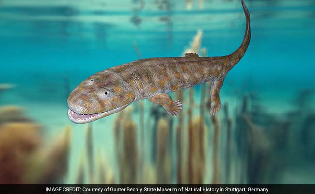 Scientists Looking At Whether This Fish Is A Key Puzzle Piece To Evolutionary Transition