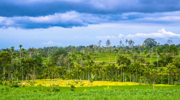 Thanks to Monsoon, Foodgrain Production to Grow By 9%: Union Agriculture Minister