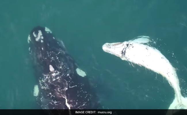 Drones Give Rare Glimpse Into Australian Whales