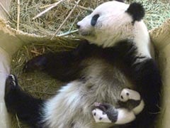 Baby Panda Twins Born At Vienna Zoo Are Brother And Sister
