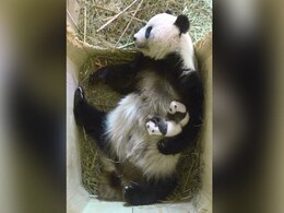 Baby Panda Twins Born At Vienna Zoo Are Brother And Sister Baby Panda Twins Born At Vienna Zoo Are Brother And Sister