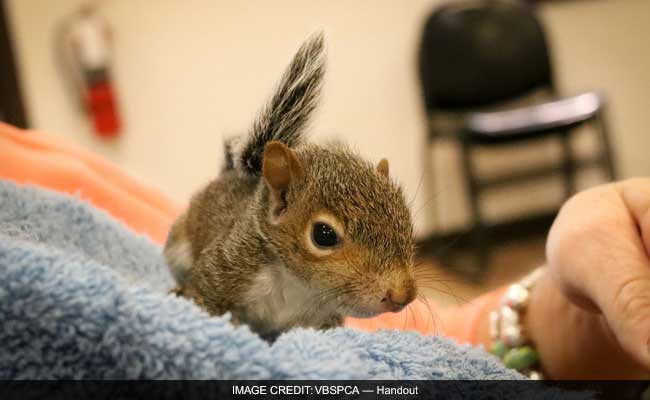 Hundreds Of Baby Squirrels That Fell From Trees During Virginia Storm ...