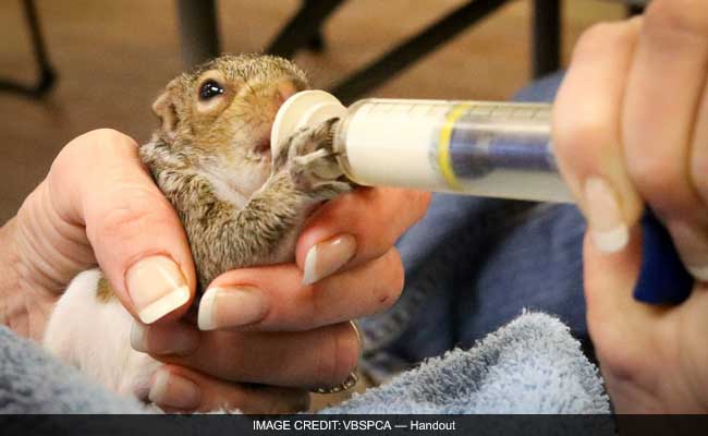 Hundreds Of Baby Squirrels That Fell From Trees During Virginia Storm Are Rescued