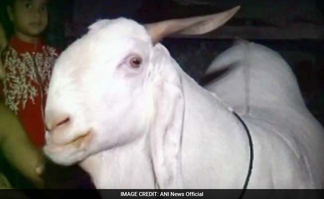 This Cola-Guzzling Goat Is a Celeb, But Only Has Few Hours To Live